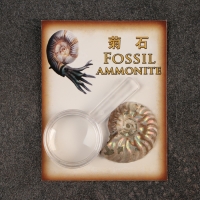 Набор "Аммониты" в упаковке Набор "Аммониты" в упаковке