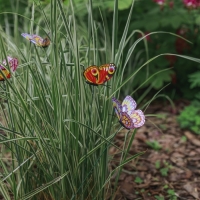 Штекер "Бабочка Шарлин" 3х4см/30см, набор 25шт, МИКС Штекер "Бабочка Шарлин" 3х4см/30см, набор 25шт, МИКС