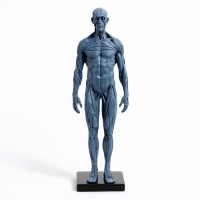 Макет "Тело человека" 29см Макет "Тело человека" 29см