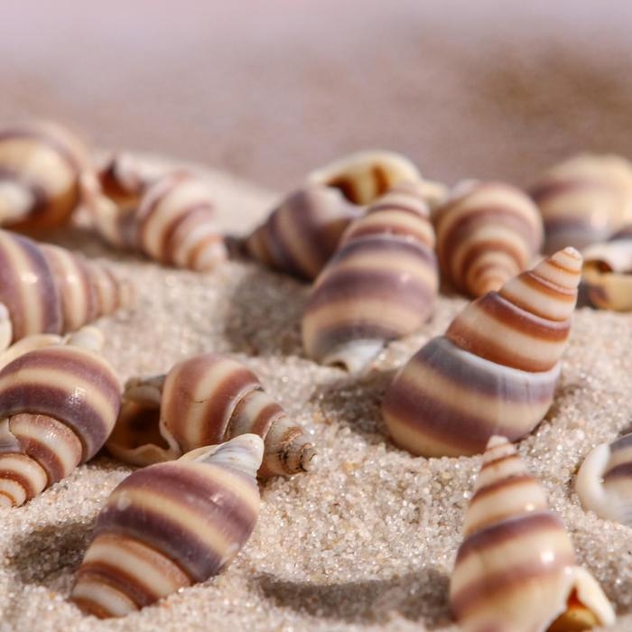 Набор ракушек, 1 - 2 см, 100 г Набор ракушек, 1 - 2 см, 100 г