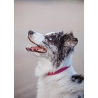 Ошейник рифленый, 40 х 1,5 см, красно-синий Ошейник рифленый, 40 х 1,5 см, красно-синий