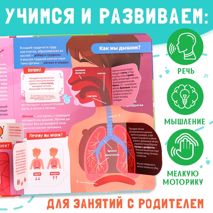 Книга с окошками «Как устроено моё тело?», 55 окошек, энциклопедия Книга с окошками «Как устроено моё тело?», 55 окошек, энциклопедия