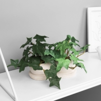 Бонсай в горшке "Плющ комнатный элит" (мягкий лист) двойной, 12х14 см Бонсай в горшке "Плющ комнатный элит" (мягкий лист) двойной, 12х14 см