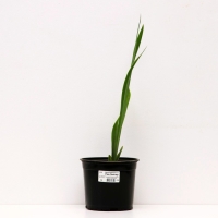 Ирис бородатый Ред Зингер, горшок С2, 1 шт, Лето 2024