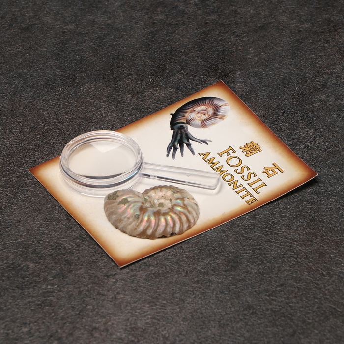 Набор Набор "Аммониты" в упаковке