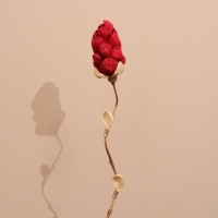 Сухоцвет на бамбуковом стебле 150 см красный Сухоцвет на бамбуковом стебле 150 см красный