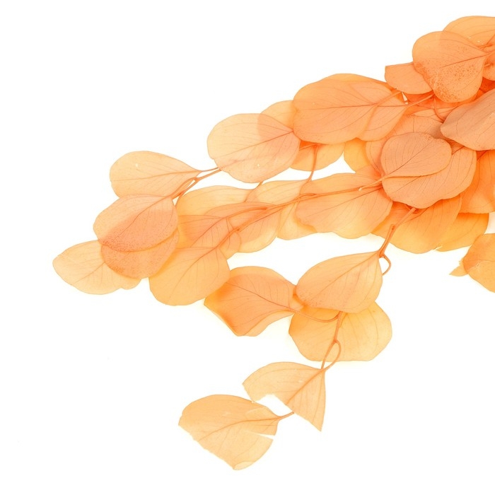 Сухоцвет персикого дерева, 50 г, длина &mdash; 70 см, цвет нежно-розовый