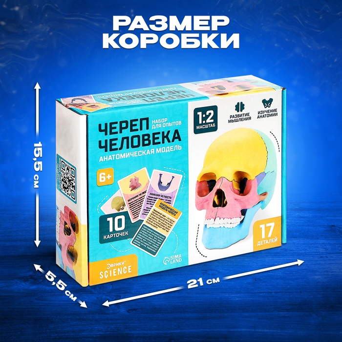 Набор для опытов «Череп человека», анатомическая модель Набор для опытов «Череп человека», анатомическая модель
