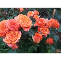 Саженец Розы "Келли", Горшок С4, Лето 2024 Саженец Розы "Келли", Горшок С4, Лето 2024