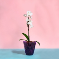 Горшок для орхидей, 2,5 л, 16,4 × 18,5 см, пластик, прозрачно-фиолетовый Горшок для орхидей, 2,5 л, 16,4 × 18,5 см, пластик, прозрачно-фиолетовый