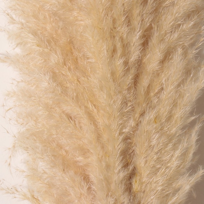 Сухоцвет "Кортадерия", 1 ветка, длина 140-150 см, натуральный