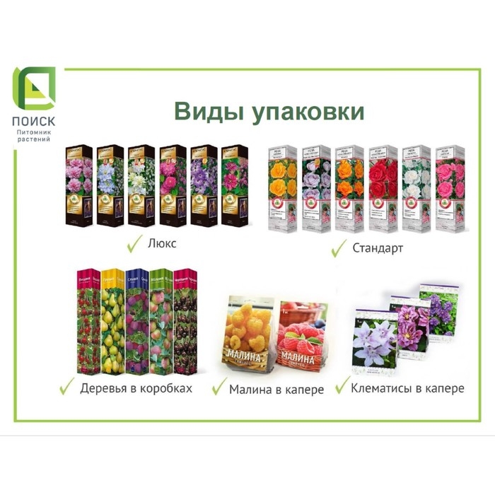 Туя западная "Холмструп", Р9, 1шт, h 3-20 см, Осень 2024