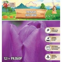 Тюльпан Пепл Флаг, р-р 12/+, 5шт, Осень 2024 Тюльпан Пепл Флаг, р-р 12/+, 5шт, Осень 2024