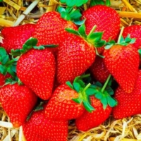 Саженец Земляники ФРИГО Полька (Polka) A+ (15-20 мм), 5 шт Саженец Земляники ФРИГО Полька (Polka) A+ (15-20 мм), 5 шт