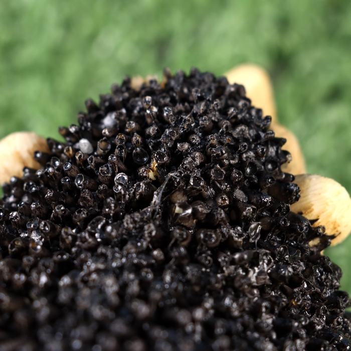 Садовая фигура Садовая фигура "Ежик толстун" 17х10х8см