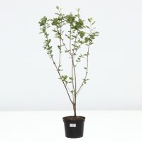 Арония черноплодная, C5 горшок , 1 шт, Осень 2024