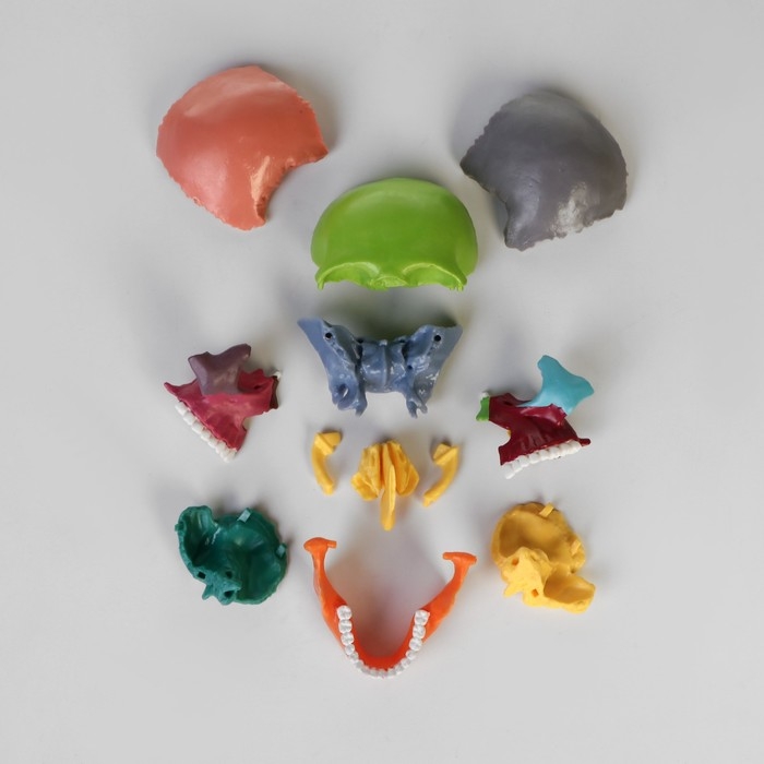 Макет "Череп человека" разноцветный разборный, 14*10*11см