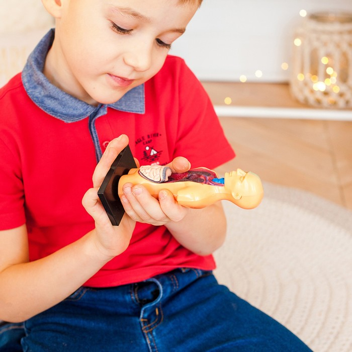 Набор для опытов &laquo;Анатомия человека&raquo;