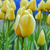 Тюльпан Дарвин гибрид Джап Грот, р-р 12+, 3 шт, Эконом, Осень 2024 Тюльпан Дарвин гибрид Джап Грот, р-р 12+, 3 шт, Эконом, Осень 2024