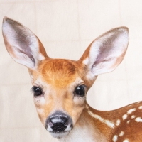 Постельное бельё &laquo;Этель: Олененок&raquo;, 1.5 сп., 143х215 см., 150х214 см., 50х70 см. - 1 шт., 100% хл., бязь