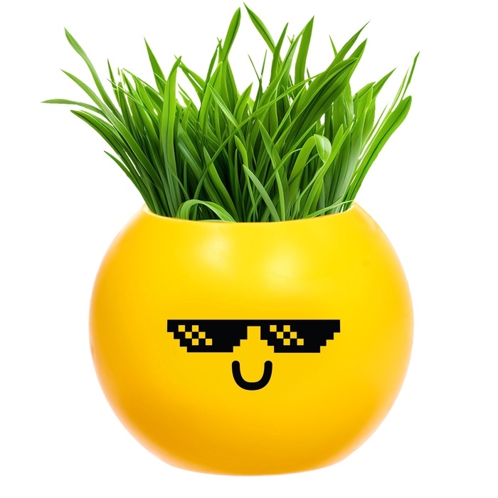 Набор для опытов, для детей &laquo;Выращиваем травку&raquo;, растение в горшочке - эмодзи &laquo;Крутой&raquo;