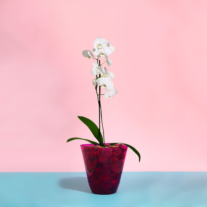 Горшок для орхидей, 2,5 л, 16,4 &times; 18,5 см, пластик, прозрачно-малиновый