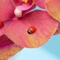 Декор флористический &laquo;Божьи коровка&raquo;, 38 шт.,13 х 11 мм