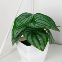 Бонсай в горшке "Пеперомия" 7х13 см Бонсай в горшке "Пеперомия" 7х13 см