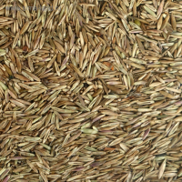 Газон "Красотень", "Детский", 0,5 кг Газон "Красотень", "Детский", 0,5 кг