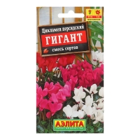 Цикламен персидский Гигант, смесь сортов ---3 шт. Мн Цикламен персидский Гигант, смесь сортов ---3 шт. Мн