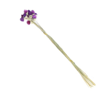 Сухоцвет &laquo;Гомфрена шаровидная&raquo; набор 20 шт., цвет тёмно-фиолетовый