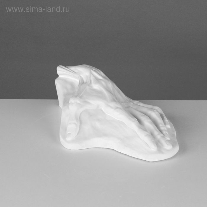 Гипсовая фигура анатомическая: кисть анатомическая, 26,5 х 16,5 х 7 см Гипсовая фигура анатомическая: кисть анатомическая, 26,5 х 16,5 х 7 см