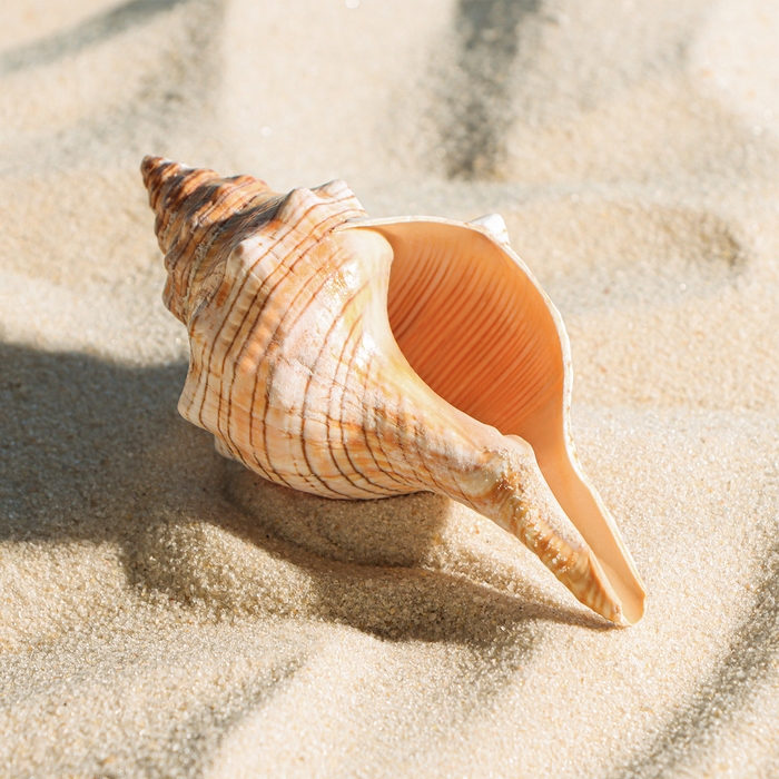 Ракушка декоративная, 8-11 см Ракушка декоративная, 8-11 см