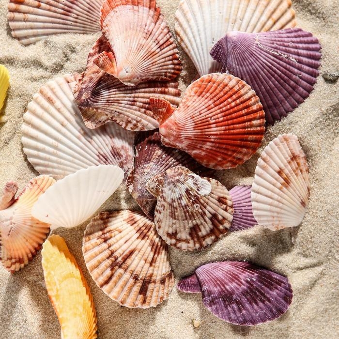 Набор ракушек Пектен Вексиллум средние, 4 - 6 см, 100 г Набор ракушек Пектен Вексиллум средние, 4 - 6 см, 100 г