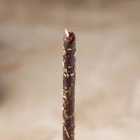 Свеча магическая восковая "Изгнание нечисти и негатива", с базиликом, 16х0,6 см, черный Свеча магическая восковая "Изгнание нечисти и негатива", с базиликом, 16х0,6 см, черный