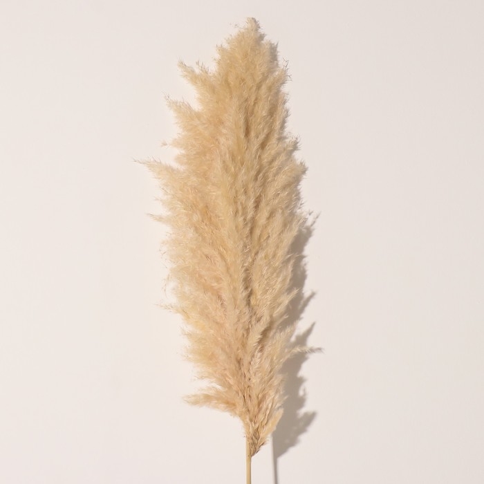 Сухоцвет "Кортадерия", 1 ветка, длина 140-150 см, натуральный