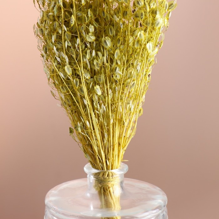 Набор сухоцветов "Монетник", банч длина 60 (+/- 6 см), зелёный