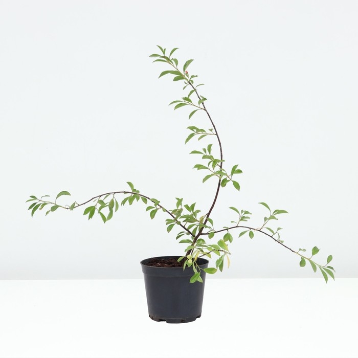 Вишня степная Пламенная, горшок С3, 1 шт, Осень 2024