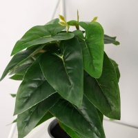 Бонсай в горшке "Филодендрон остролистый" 7х23 см Бонсай в горшке "Филодендрон остролистый" 7х23 см