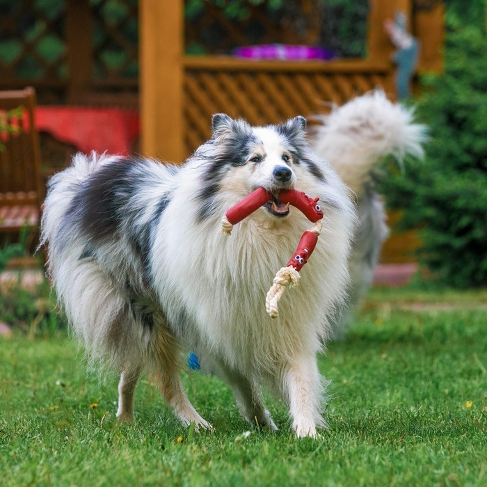 Игрушка резиновая "3 сосиски" на канате, 50 см, микс