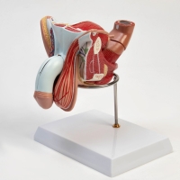 Макет "Половые органы мужчины" 18*14*18см Макет "Половые органы мужчины" 18*14*18см