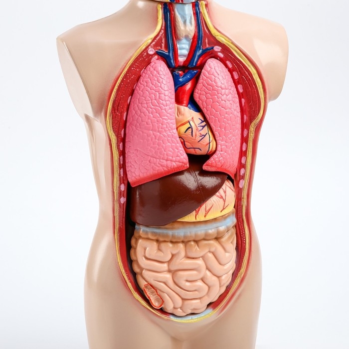 Макет Макет "Торс человека" 65 см