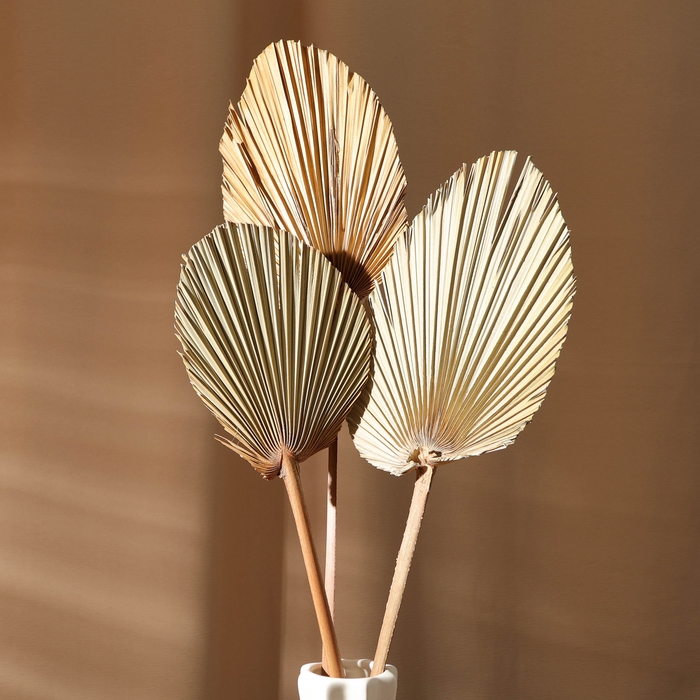 Сухие цветы &laquo;Лист пальмовый&raquo;, 52 &times; 14 &times; 2 см