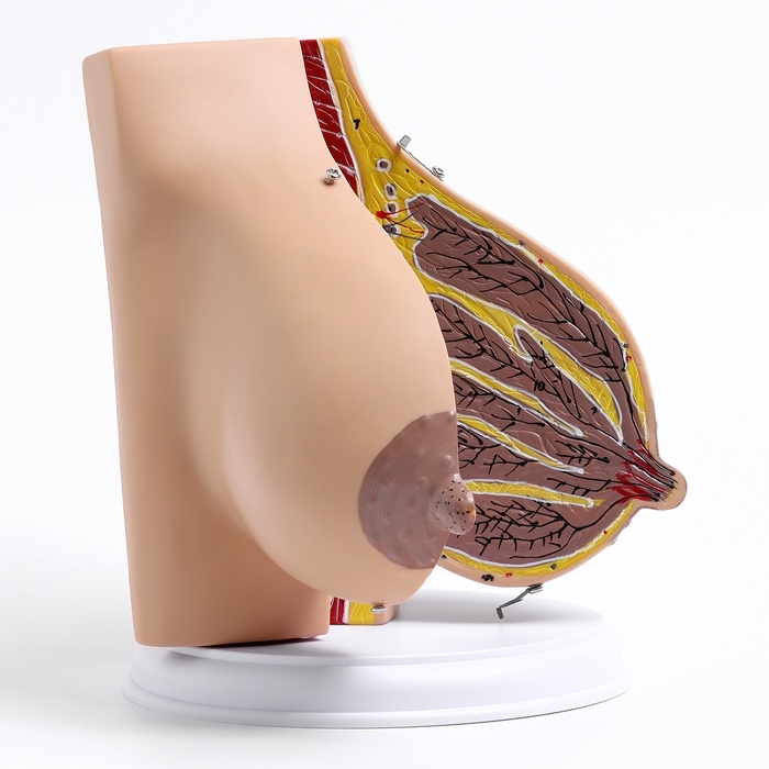 Макет Макет "Женская грудь в разрезе" 18*13*13см