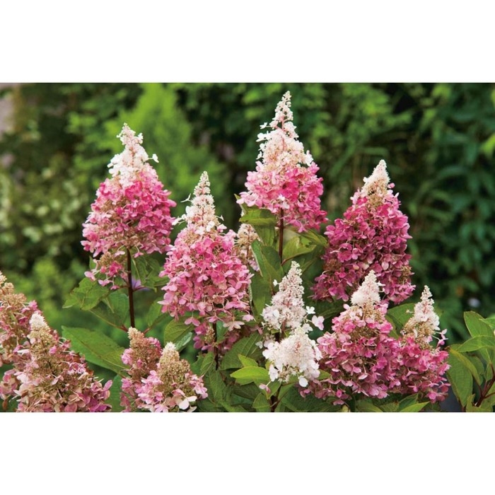 Саженец Гортензия Пинки Винки, Горшок P9, Лето 2024