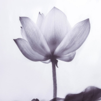 Штора для ванны Доляна &laquo;Моно&raquo; с люверсами, 180&times;180 см