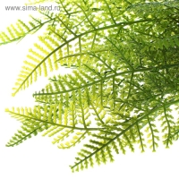 Букет "Папоротник" 40 см