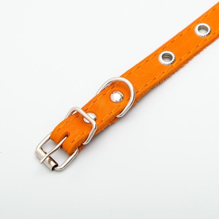 Ошейник кожаный однослойный с рифленными люверсами, безразмерный, 40 х 1,5 см, ОШ 27-35 см, рыжий 70