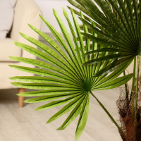 Дерево искусственное "Пальма" 70 см Дерево искусственное "Пальма" 70 см