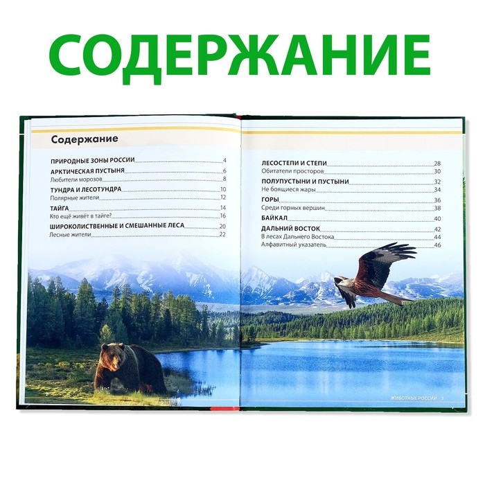 Детская энциклопедия в твёрдом переплёте &laquo;Животные России&raquo;, 48 стр.